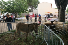 Journée Entre costières et marais à Gallician