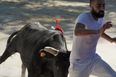 Taureau TUTU