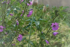 mauve (comestible)