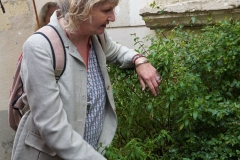 plante sauvage