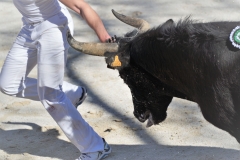 course camarguaise