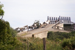 chevaux_sur_le_pont_de_franquevaux 02