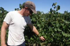Domaine du Vistre 01