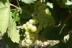 Domaine du Vistre 02