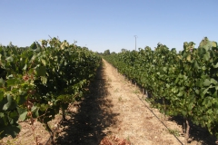 Domaine du Vistre 03