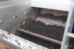 Vendanges_Gallician04