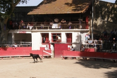 Fête de la saladelle 09