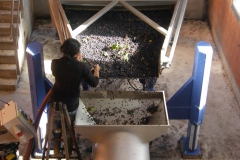 Vendanges au Domaine du Vistre 03