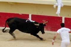 03_Epervier(Cuillé)