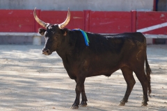 Arlésien (Chauvet)