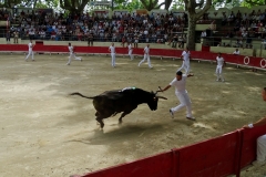 05_Loubard (manade Cuillé)