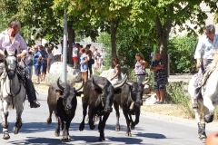 06_Abrivado_Costière