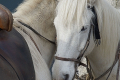Chevaux 06_opt