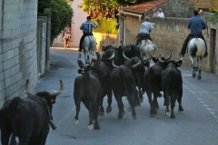 Bandido-Tau-4