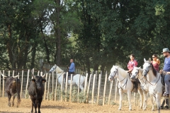 Tri des taureaux