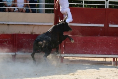 course-vache-02