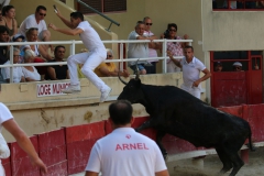 course-vache-03