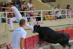 course-vache-04