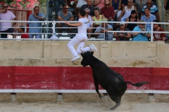 course-vache-05