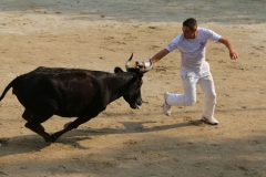 course-vache-06