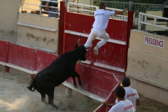 course-vache-07