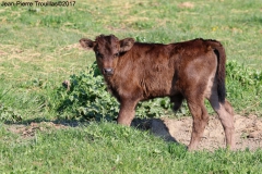 veau-10