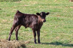 veau-15