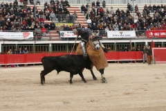 tienta-macho-2