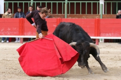 tienta-macho-4