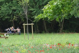 Un lieu de verdure et de détente