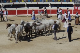 Le Grau du Roi, le 15 août 2013
