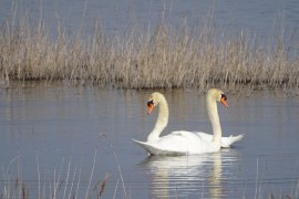 09_Cygnes_Mahistre