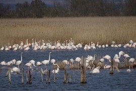 10_Flamands_Mahistre