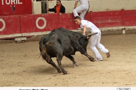 02_cesarion(blat)-meric