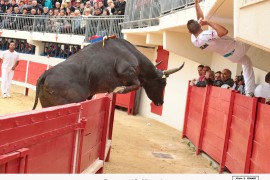 07_perroquet-allouani