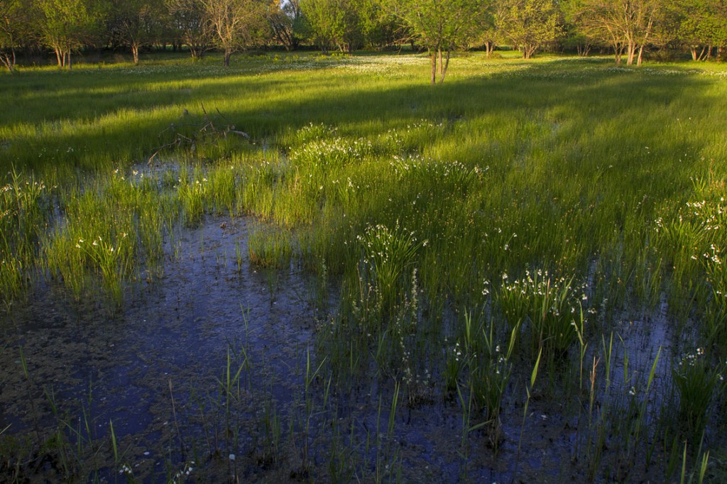 Nivéoles dans une prairie humide © Simon Baudouin SMCG