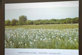 05_prairies_fleuries