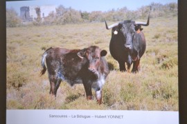 06_prairies_fleuries