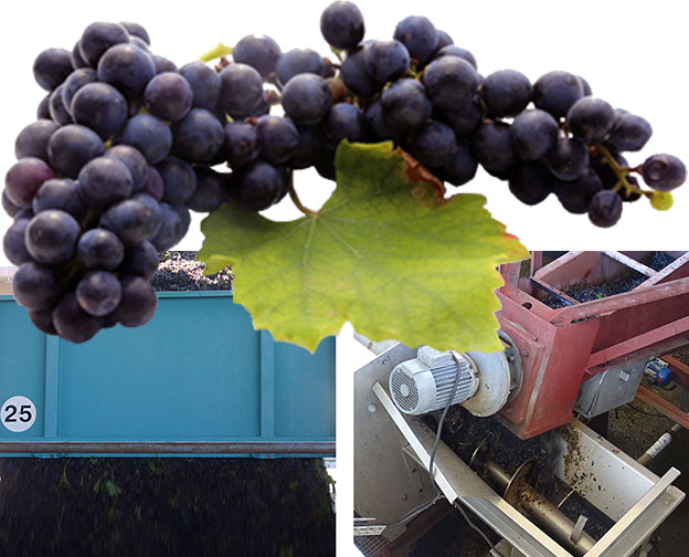 00_vendanges_2