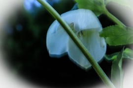 09_jp_garcia