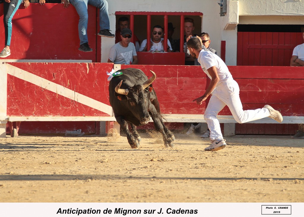 10_mignon (cuille)_cadenas_Le Grau_18 09 2015