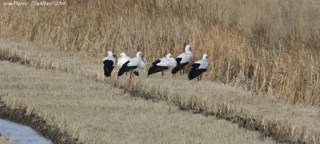 Cigogne blanche (2)