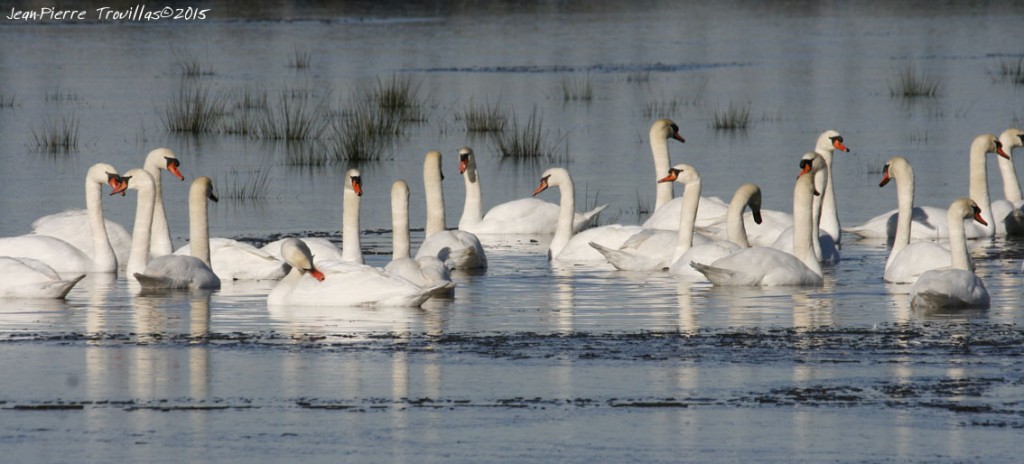 Cygne tuberculé : Cygnes tuberculés dans le marais gelé de la Carnasserie (Le Cailar)
