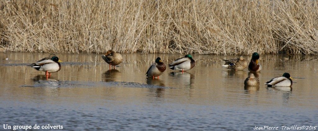 groupe-colverts