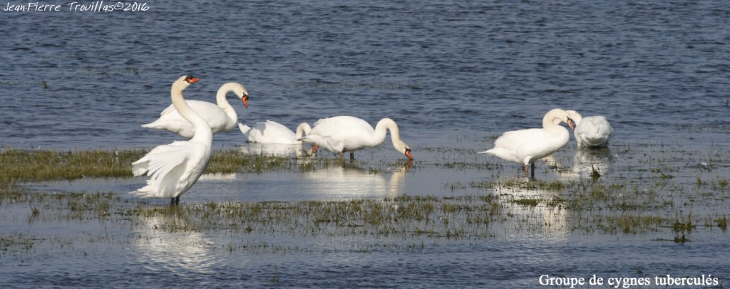 cygne-tubercule