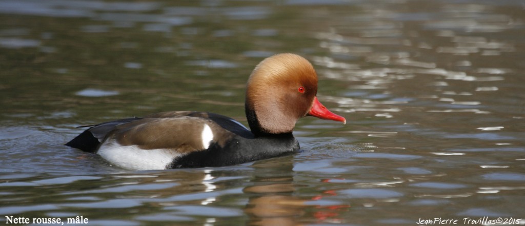 nette-rousse-male