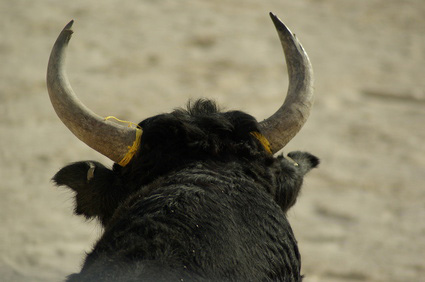 Taureau