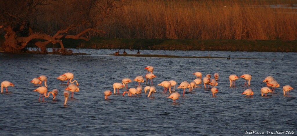 flamant-rose (01)