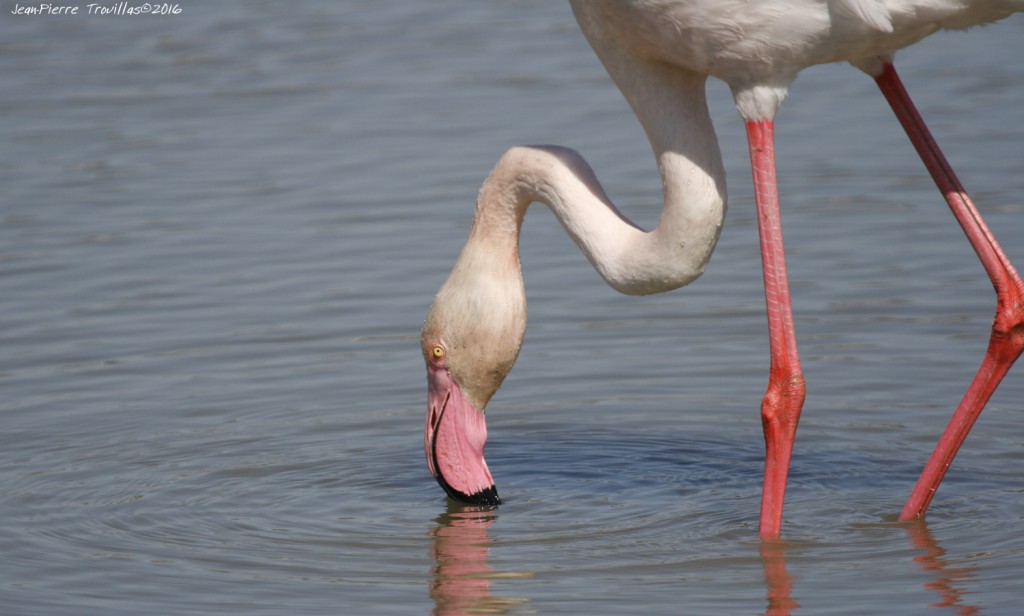 flamant-rose (03)