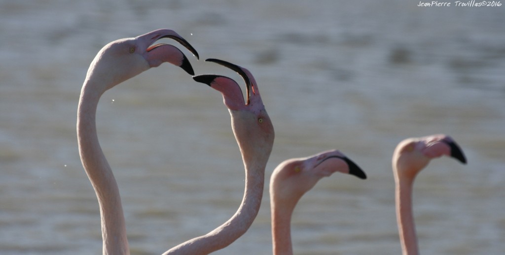 flamant-rose (04)